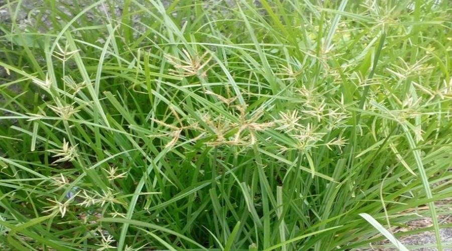 Management Of Lavala Weeds