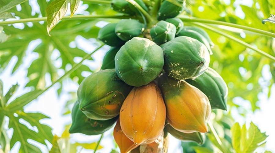 Papaya Cultivation