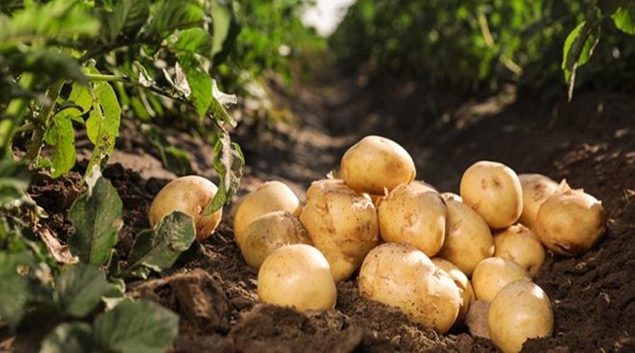 Potato Farming