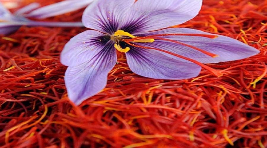 Saffron farming