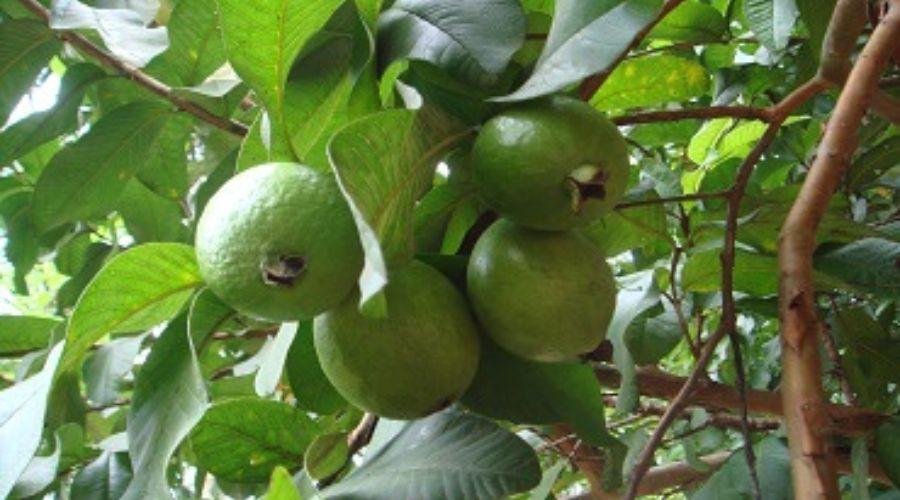 Guava Rates