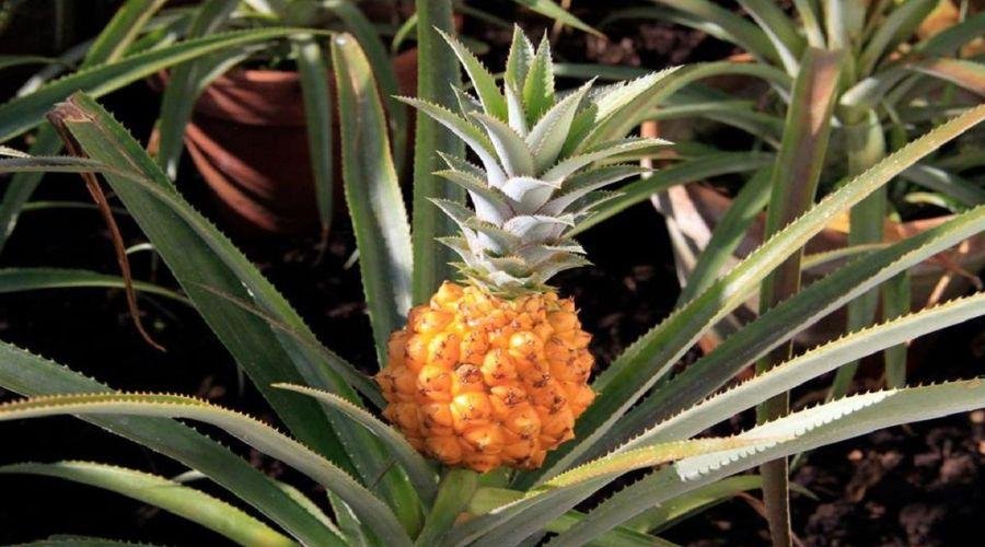 Heligan Pineapple