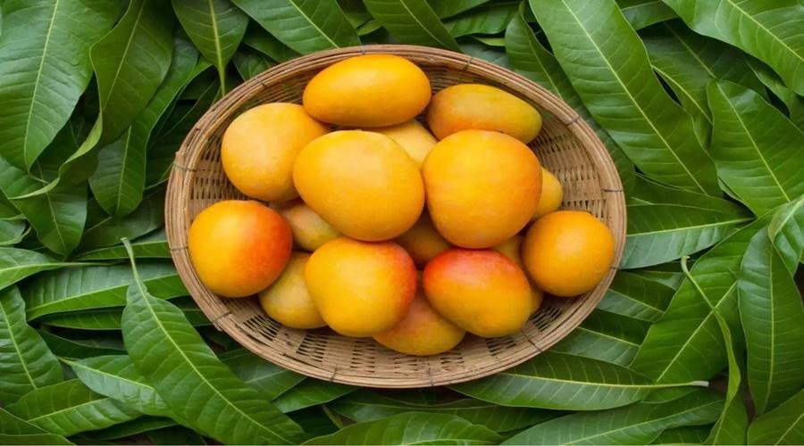 Mango Variety