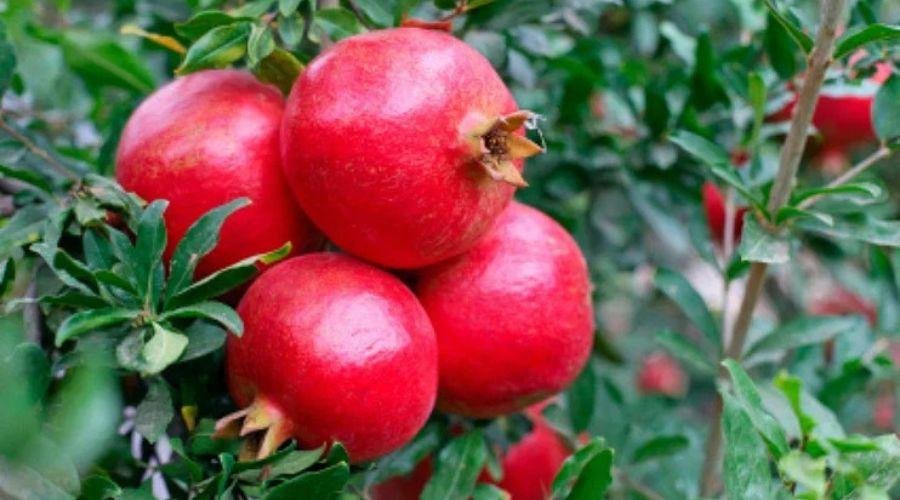 Pomegranate Price Hike