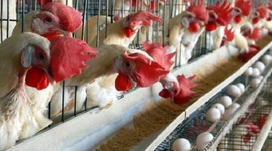 Subsidy For Poultry