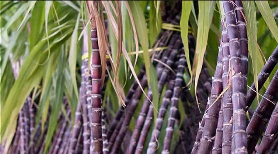 Sugarcane Farming