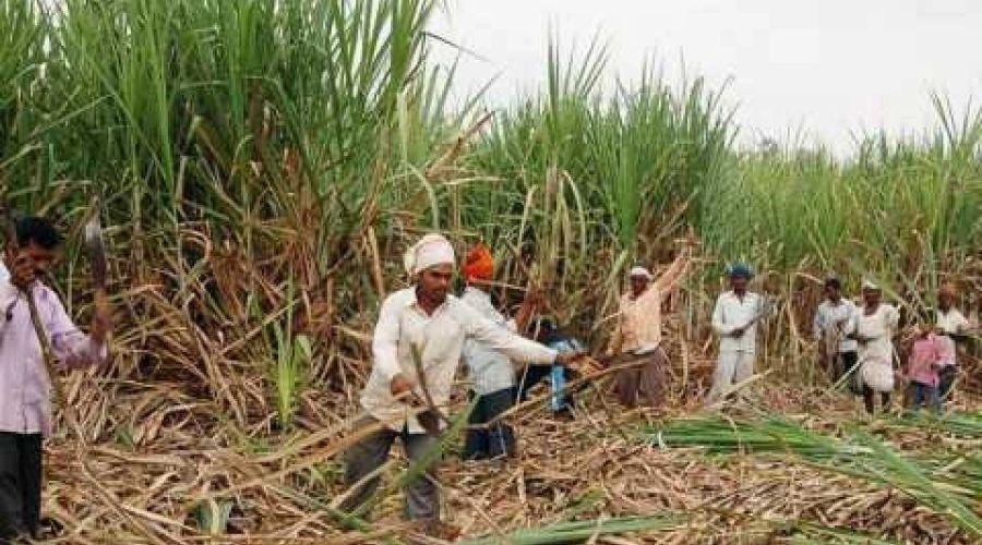 Sugarcane workers