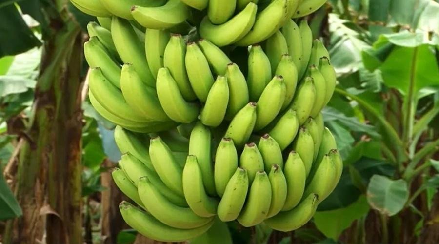 Banana Export