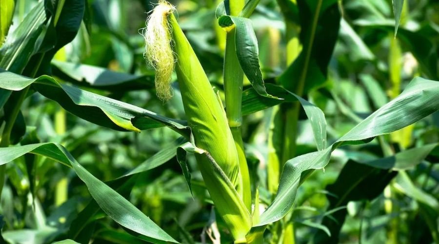 Corn Crop Management