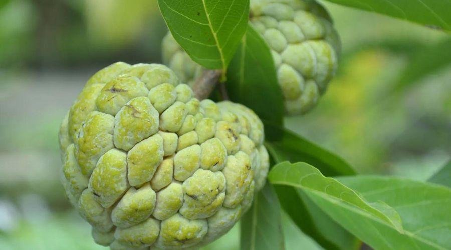 Custard Apple