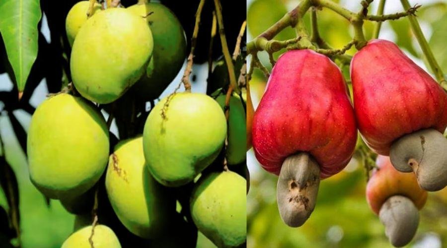 Fruit crop insurance