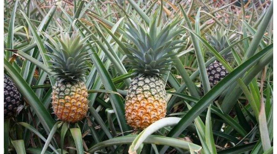 Pineapple Farming