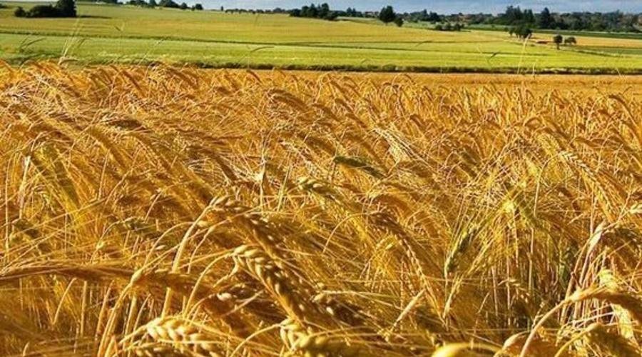 Top Five Bio Fortified Varieties of Wheat