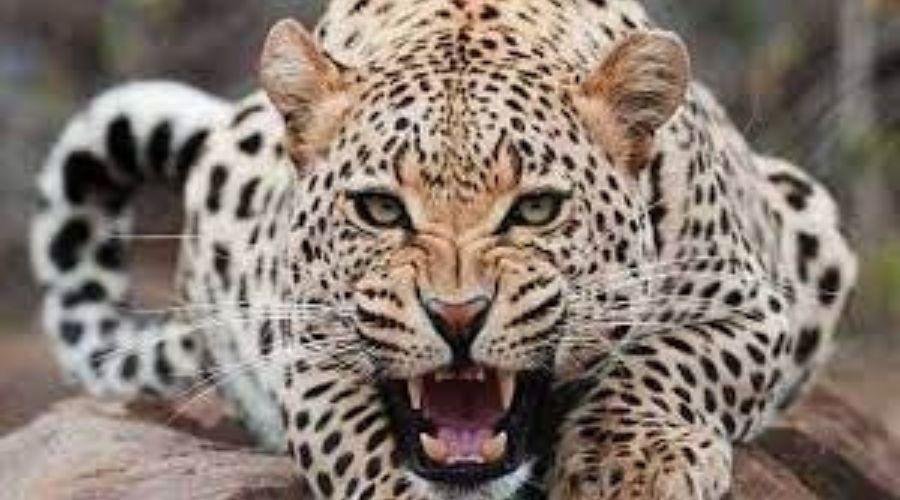 Leopard attacks