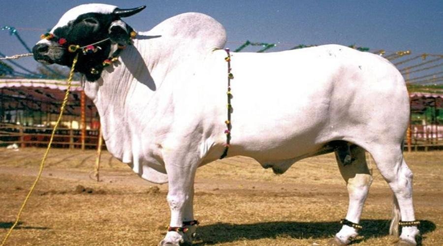 Importance of bull selection