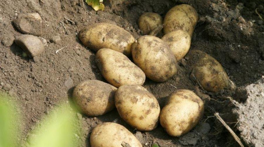 Most Expensive Potato