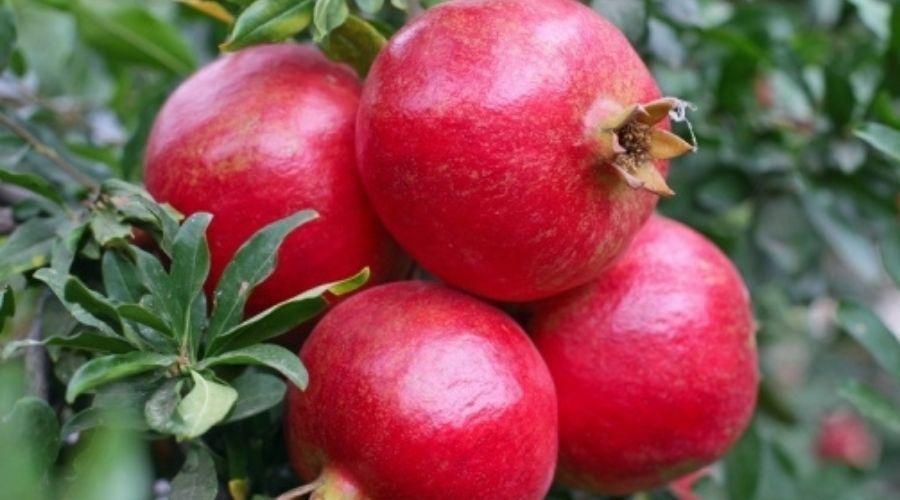 Pomegranate Farming