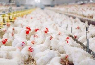 Poultry business