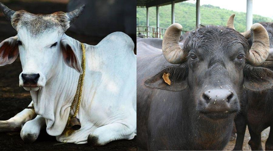 Buffalo Vs jersey cow milk