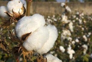 Cotton Procurement