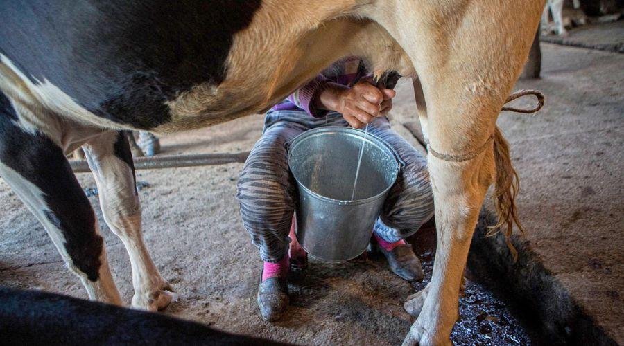 Cow Milk Increase Tips