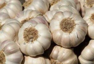 Garlic Price