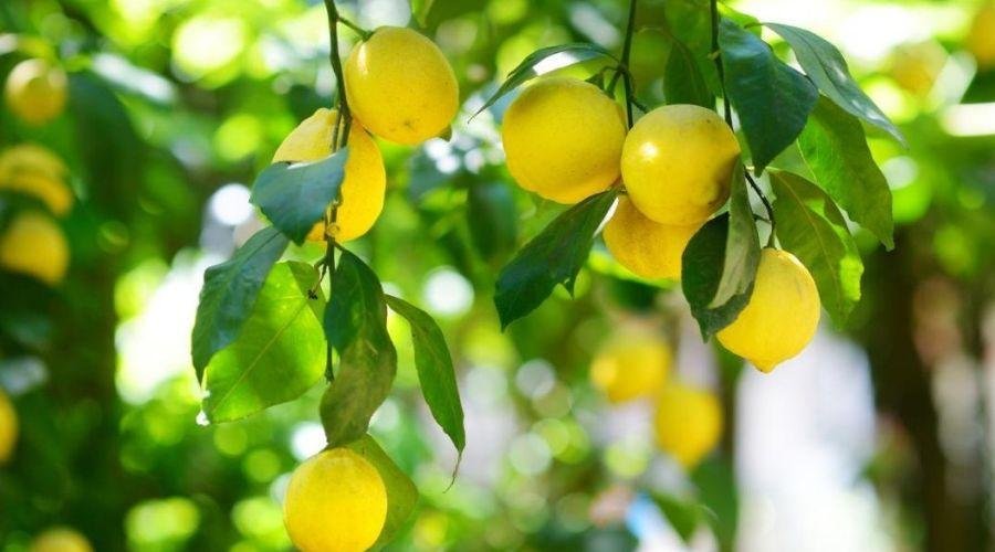 Lemon Market