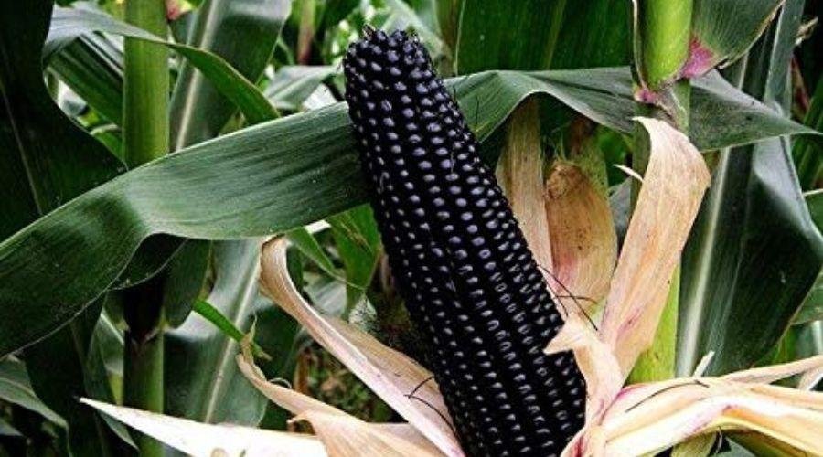 Maize crop