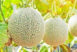 Melon Cultivation