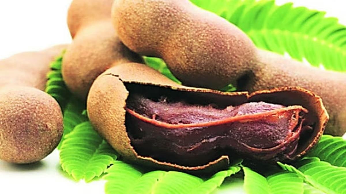 Cultivation of tamarind