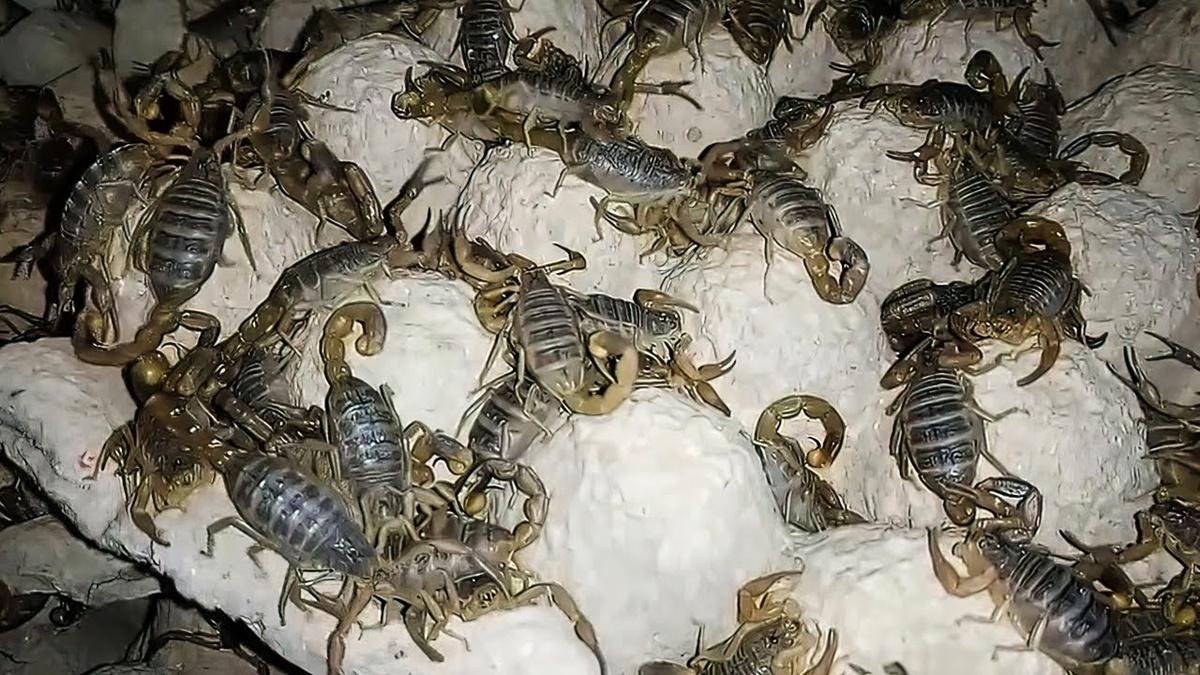 Scorpion Farming