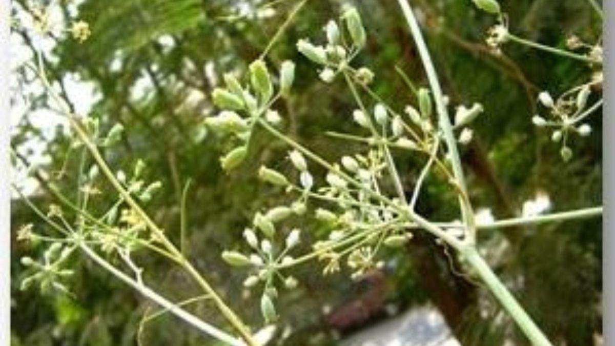 Fennel Cultivation